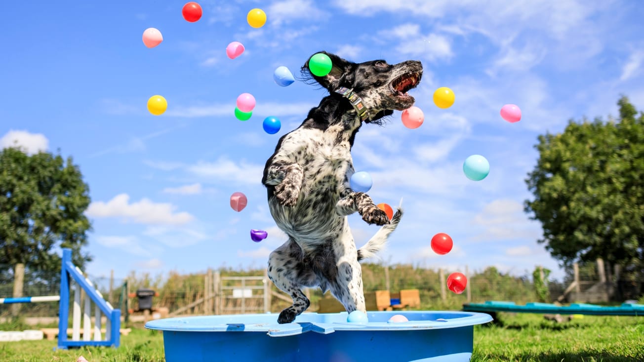 UK's leading doggy day care provider targets Altrincham owners with first Northern centre