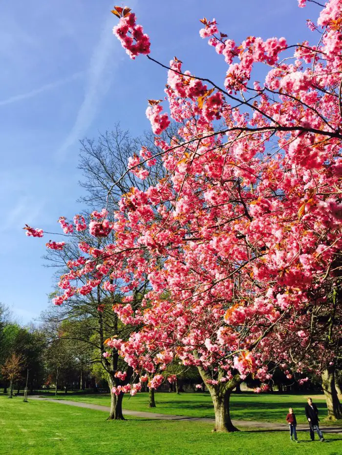 Blossom in John Leigh Park this morning