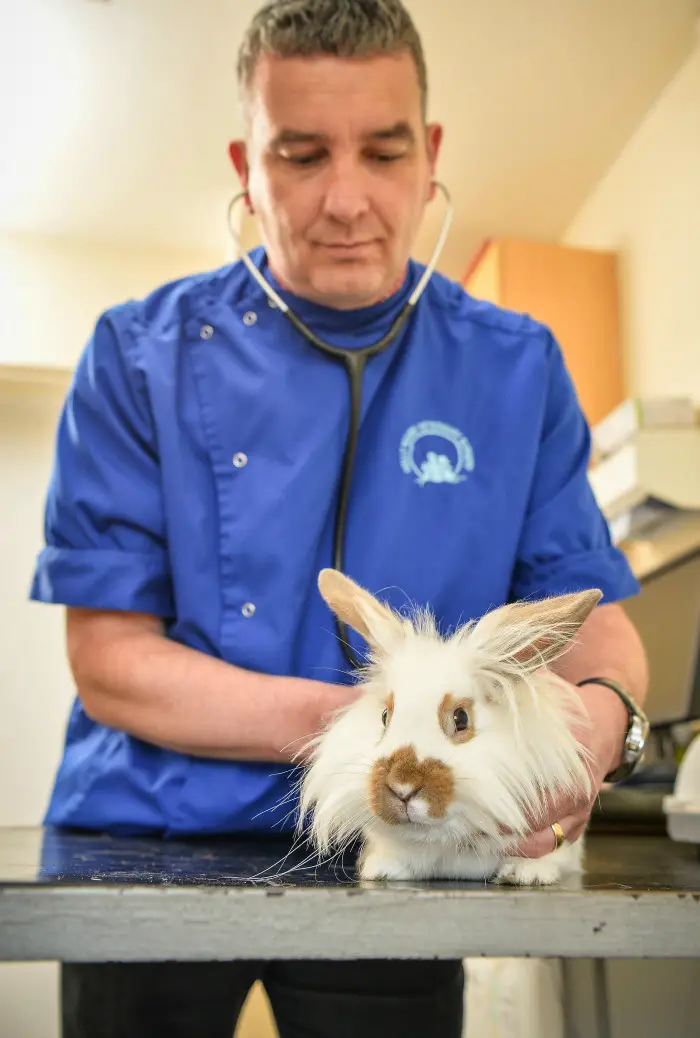 23/05/16 Knutsford Holly House Veterinary Surgery Vet, Ian Hopkins and founder of Rabbit Rescue North West Katy Collins with Lion Haired rabbit, Nala. with her! They are sending out a warning to rabbit owners about a new strain of VHD which is a fatal disease for rabbits. One strain can be vaccinated against but this new strain, which has recently been confirmed in Cheshire for the first time, is resistant to the normal vaccine.