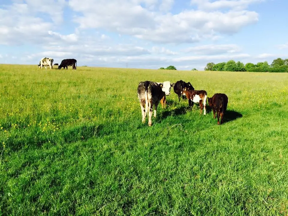 Photographs of the neighbouring land (above and below), as taken by Rachel Walker